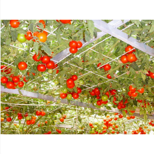 Semi pianta albero pomodoro - semi,