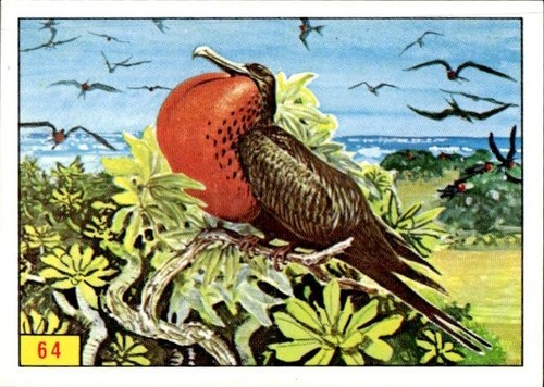 Figurina uccelli panini - uccelli, ed.panini