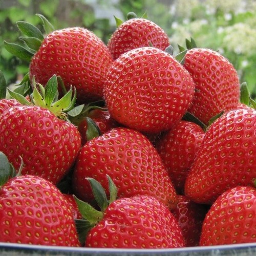Semi sementi fragola frutto - a,