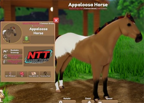 Wild horse islands buckskin - horse,