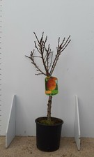 PIANTA DA FRUTTO NANO IN VASO 20/24  ALTEZZA 80/120 cm (foto reale) 