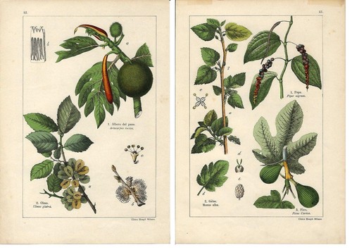 Stampa antica albero - antica,