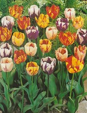 50 Tulipani Misti Rembrandt