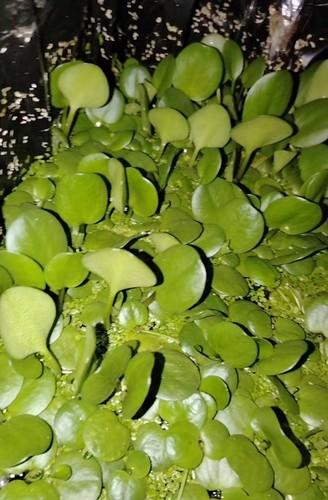 Limnobium laevigatum morso di - limnobium,