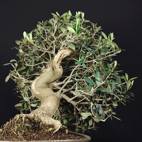 Ulivo bonsai olea europea - olea,