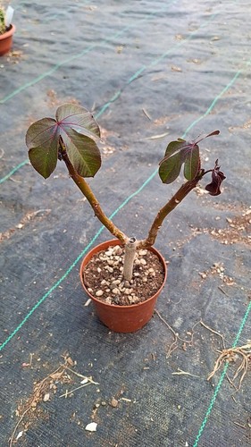 Jatropha gossypiifolia cactus
