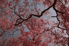 Corpo fotocamera Canon 7D modificato. Spettro completo convertito-Astro-IR. FILTRO OMAGGIO!