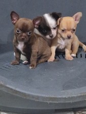 Chihuahua piccoli