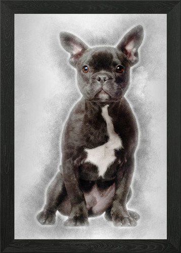 Bulldog francese cucciolo - , 5
