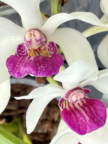 Rhynchostylis ibrido nuovo - rhynchostylis,