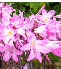2 Bulbi Bella Donna Fiore Sboccia  Da Set  Tutto Ottob