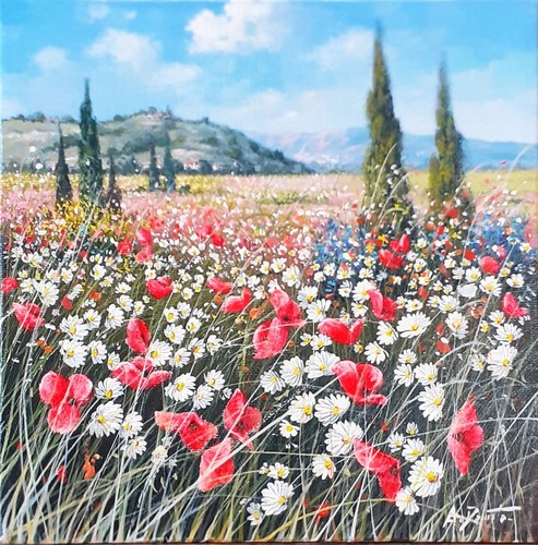 Damato campo di - a., papaveri
