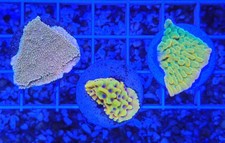 🔥 WYSIWYG Montipora 3 Pack