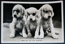 ENGLISH SETTER PUPPIES