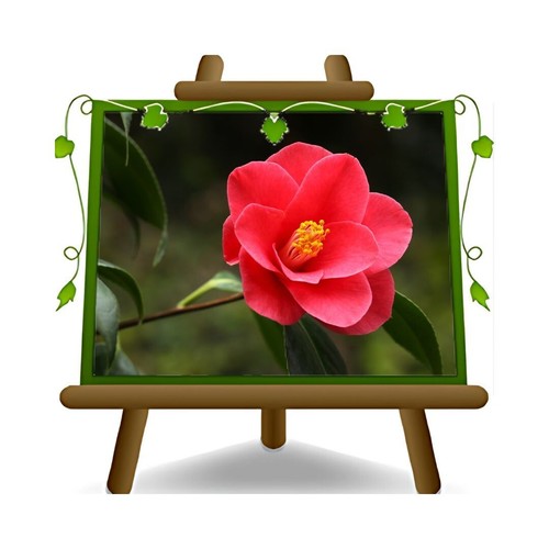 Camelia rossa charles - camelia,