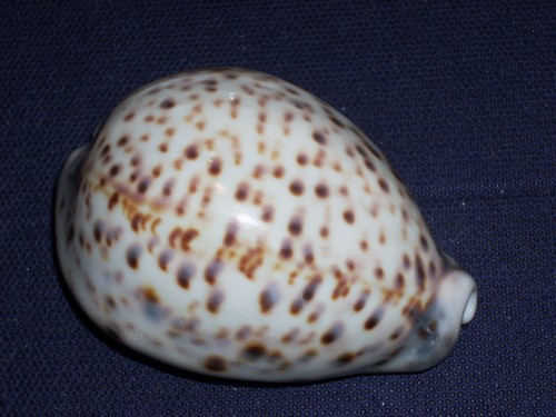 Cypraea tigris pardalis - tigris,