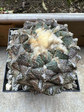 Ariocarpus fi suratus lloydi, Own Root, 10 cm, Not Copiapoa, Aztekium