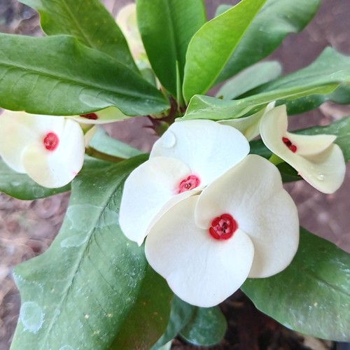Pianta ibrida euphorbia - pianta,
