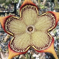 Persian Carpet Flower –