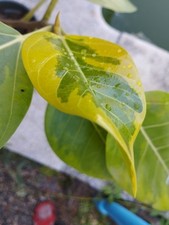 Ficus Altísima Variegata