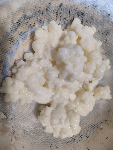 Granuli di kefir - kefir,