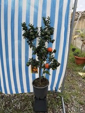 Chinotto ( Citrus Myrtifolia)