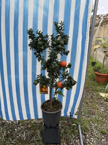Chinotto - , myrtifolia)