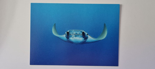 Wwf postcard giant devil ray - postcard,