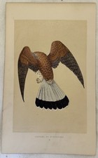 MORRIS KESTREL WINDHOVER GHEPPIO COMUNE UCCELLI ORNITOLOGIA BIRDS BIRD 1870