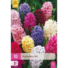 Bulbi di Giacinto Mix - Olandesi colorati a fioritura garantita (10pz)