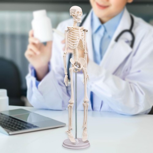 Modello scheletro del corpo - modello, di