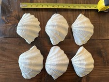 Set di 6 TRIDACNA GIGAS(?)