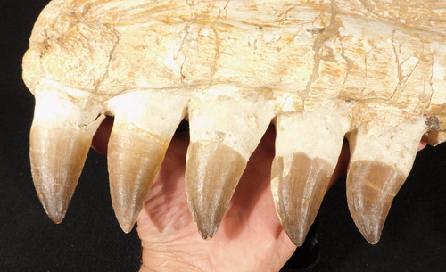 Enorme mosasaurus mascella - enorme!,