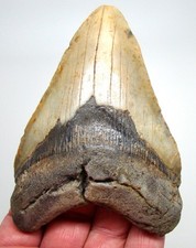 Megalodonte Dente di Squalo