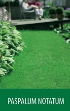 SEMI SEMENTI DI PRATO GRAMIGNONE PASPALUM NOTATUM 500 g.