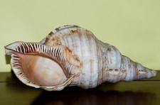 Conchiglia Grande Naturale di Charonia Variegata 27 cm • Vntage