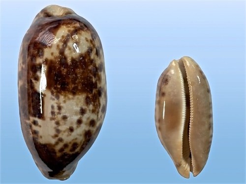 Cypraea testudinaria negros - cypraea,