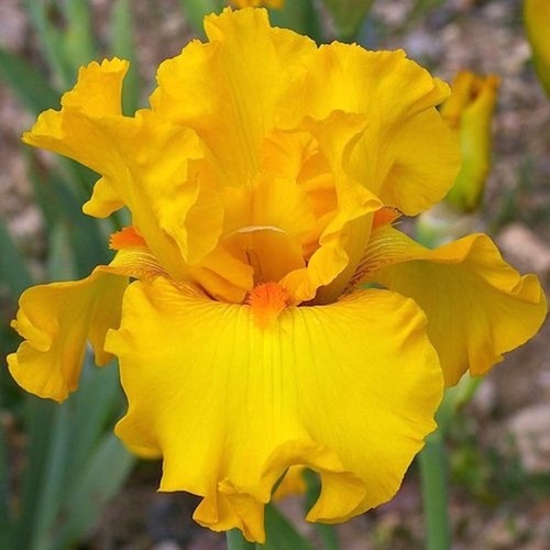 Iris mille soleils - tb., 'mille