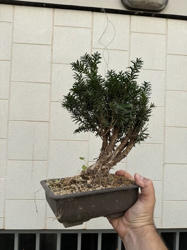 Tasso bonsai super taxus - bonsai,