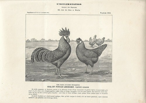 Stampa antica gallo gallina - gallo, e