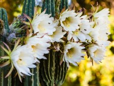 Cactus " Regina Il Notte " -