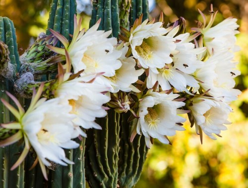 Cactus regina notte - cactus,
