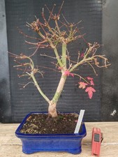 bonsai di  acero rosso deshojo