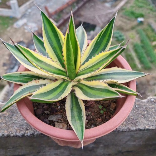 Pianta agave succulenta - agave,