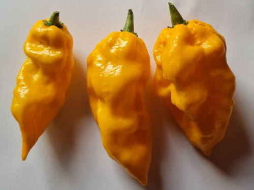 Naga morich yellow - naga,