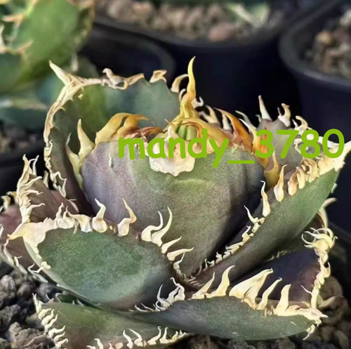 Rara pianta succulenta - , di