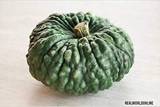 Zucca Marina di Chioggia –
