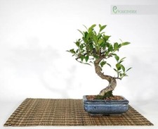 Bonsai di Ficus Retusa vaso
