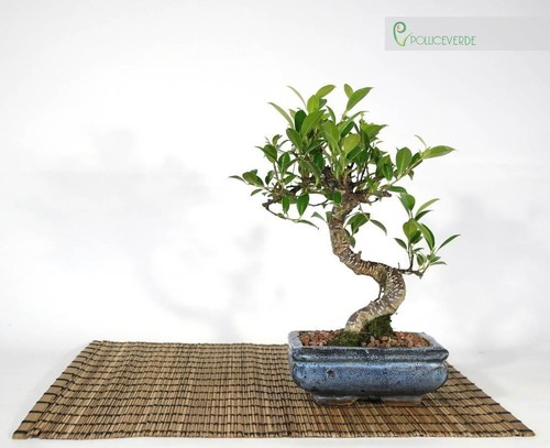 Bonsai ficus retusa - ficus, vaso