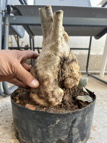 Bonsai olivastro yamadori - bonsai, olivastro,